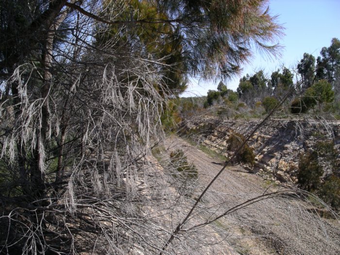 The well-constructed railway cutting at the 110km location.