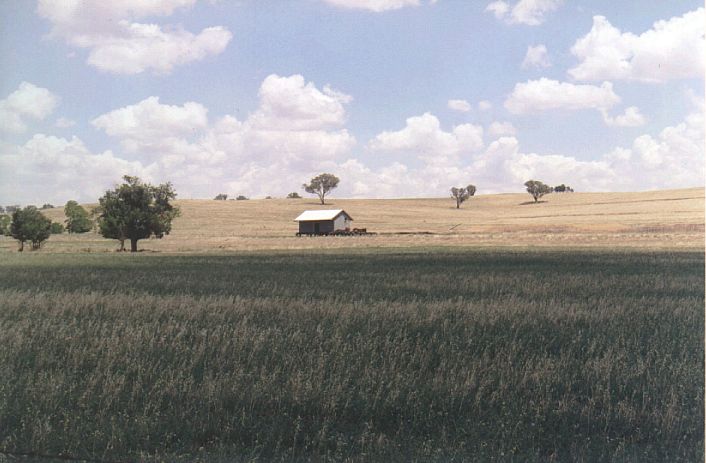 
The goods shed at Borambola shines in the sunshine, in the middle of
a field.
