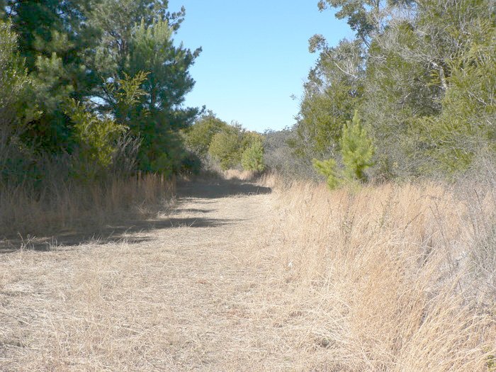 The view looking south-east. The rails are buried in the grass on the right.