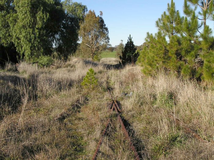 The view looking towards Culcairn from the overgrown up end of the yard. Note the points levers visible in the middle distance.