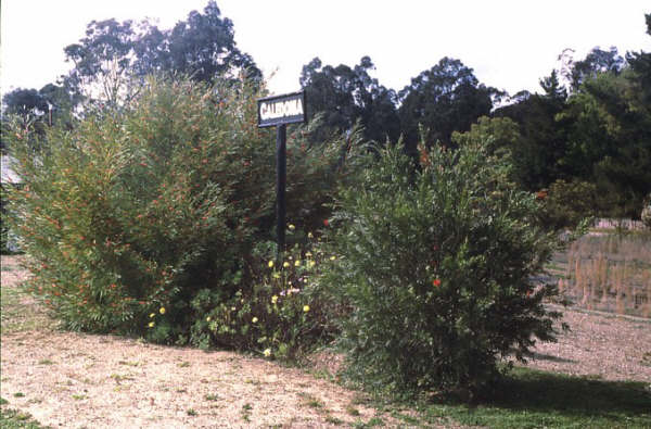 1986 sees the station sign at Caledonia peeking up from the bushes.
