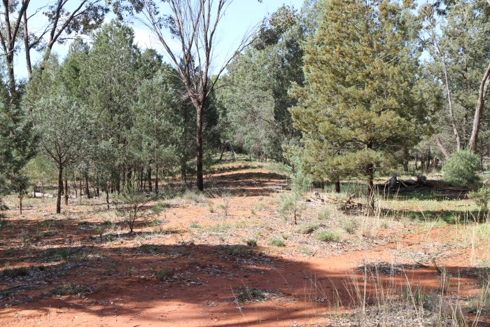 Formation of line to Caroline Mine.