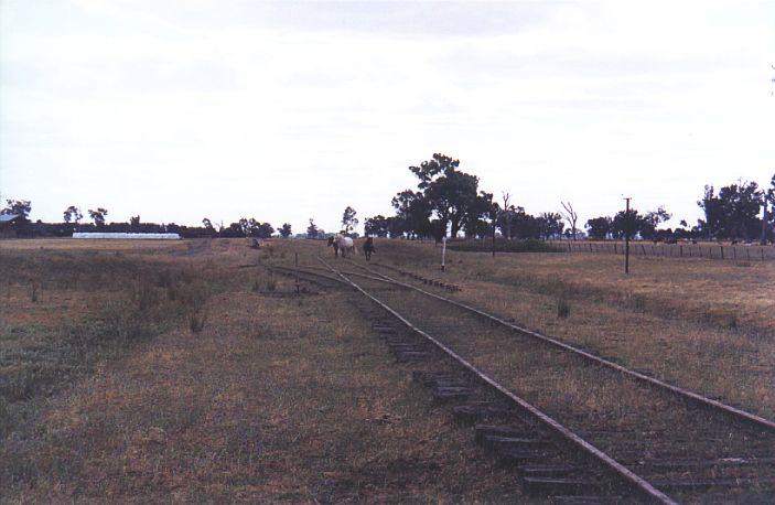 
Horses now wander over the station at Fellow Hills.  The line branches off
to the left to form the goods siding.  The main platform is behind the horses.
