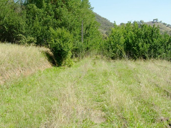 The view looking across the overgrown yard towards the junction with the branch to Batlow.