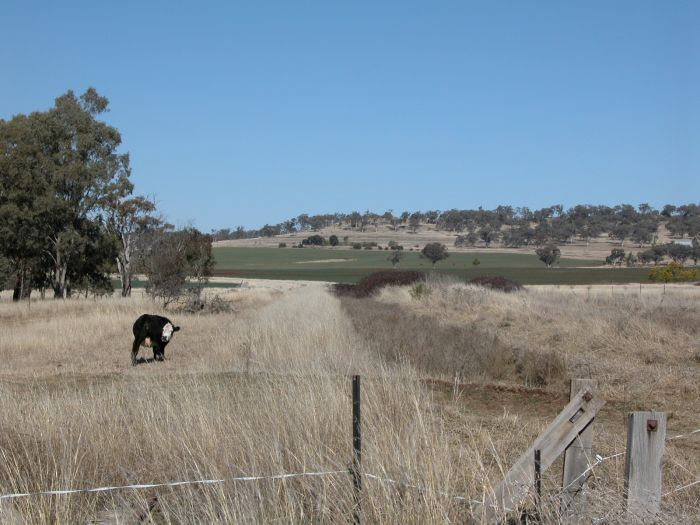 
No trace remains of the station.  It was located where the dark strip of
vegetation now lies.  This is the view looking towards Inverell.
