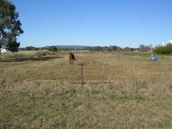 The formation of the proposed line to Mary Vale, where it approaches the main line,  visible in the distance. Gulgong - Mary Vale Line on what would be a level crossing. The horse is standing on the edge of what would be the perway.  From here, the line would have run alongside the main line into the station yard.