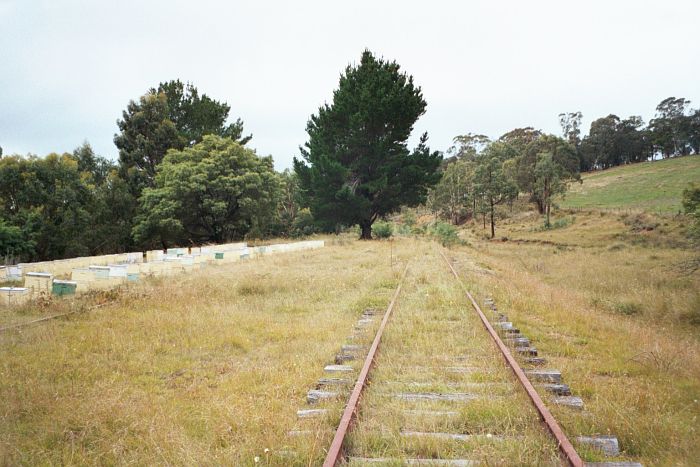 
The view looking down the line towards Oberon.  The loop line is
visible on the left among the bee boxes.
