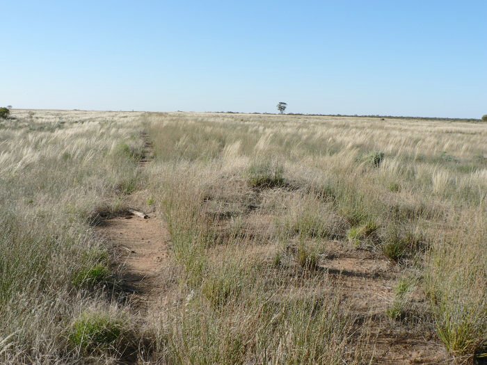 Only a low mound remains of the facility at Moolpa.