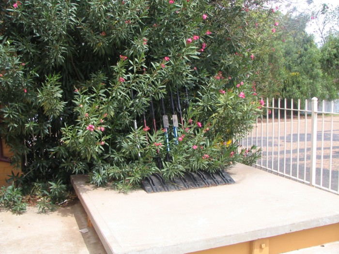 Oleander shrubs surround track levers at Narromine station.