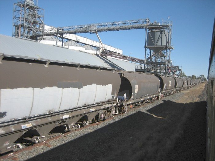 Wheat being loaded at Nevertire Wheat Siding, looking north.