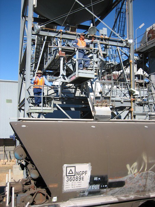 A close up view of the wheat loading operation at Nevertire Wheat Siding.