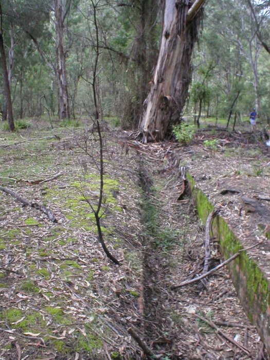 The view looking along the ash pit. Note the size of huge gum tree growing out of ash pit, indicating how long since the location was in use.