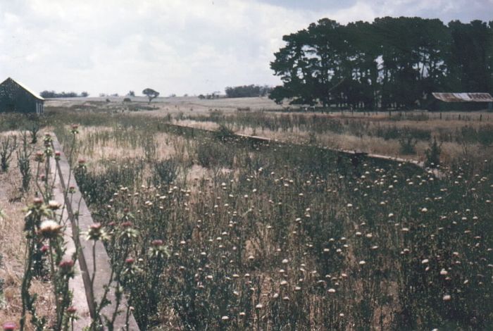 
The view looking up the line of the remains at Taralga.  The passenger
platform is on the right.
