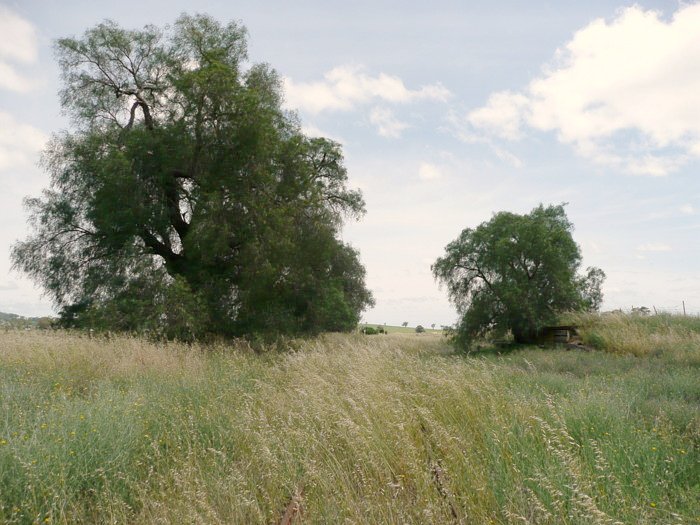 The view looking north at the overgrown station location.